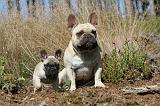 BOULEDOGUE FRANCAIS 207